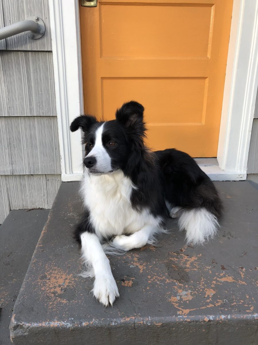 Argo, il border collie del Metodo Argo, disteso tranquillo davanti a una porta