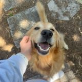 Il Golden Retriever di Francesca
