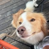 Il Border Collie di Marco