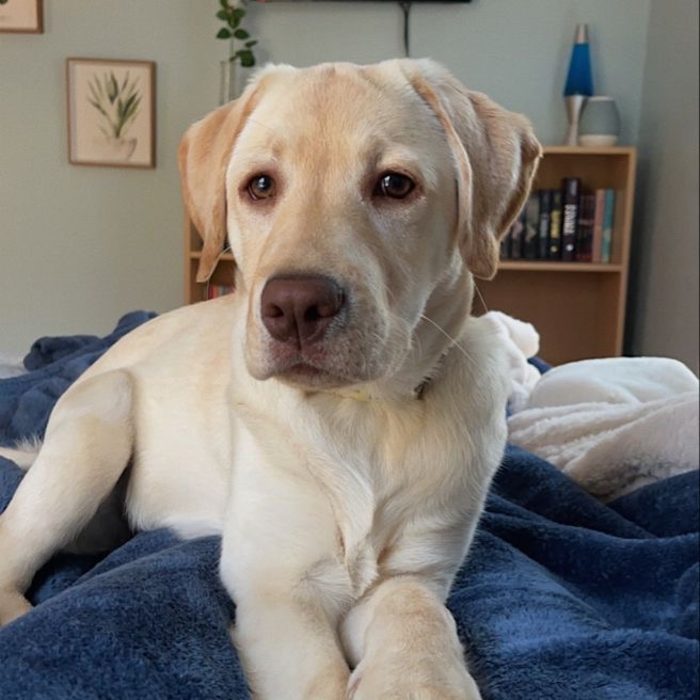Un cane rilassato e sereno a casa