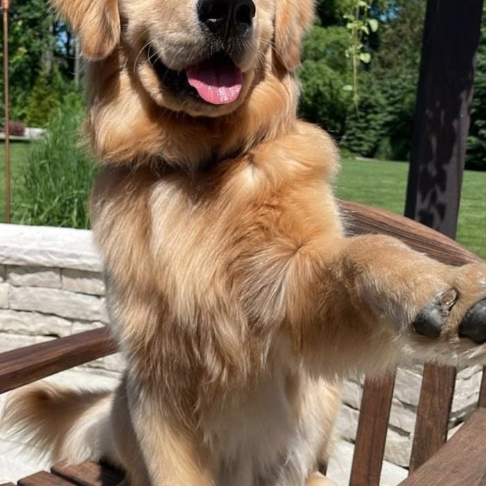 Un cane che dà la zampa al proprietario