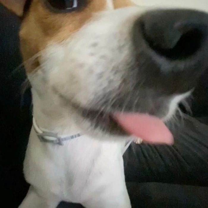 Il cane durante un esercizio, con lo sguardo attento