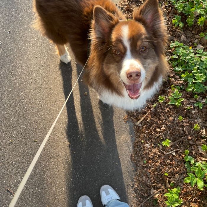 Un cane che cammina tranquillo al fianco della proprietaria