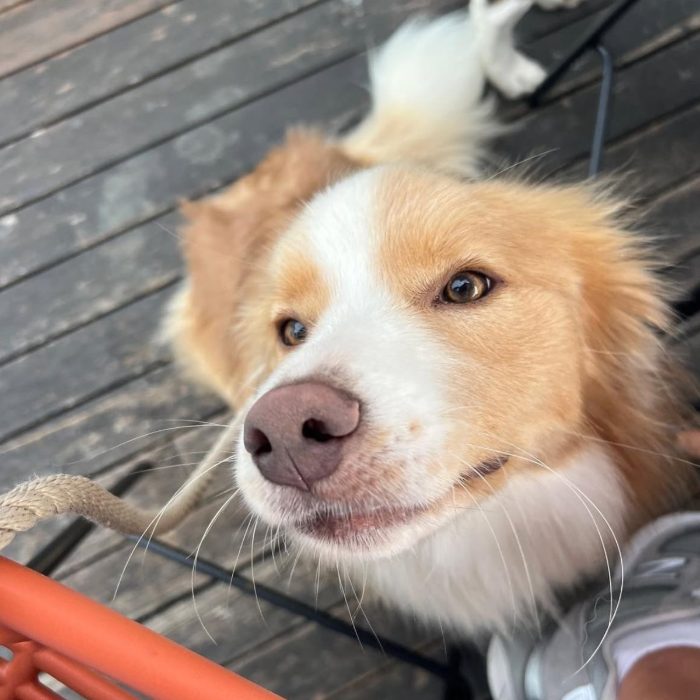 Un cane che torna al richiamo, con lo sguardo attento