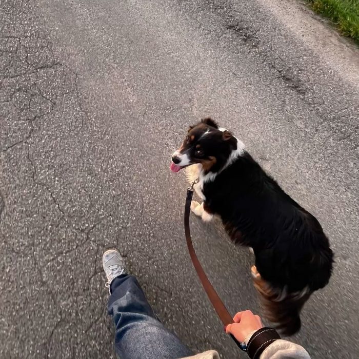 Passeggiata a guinzaglio molle